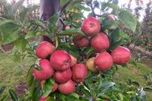 How will reduced apple and pear harvests hit the industry?