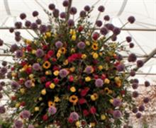 Marks & Spencer to showcase British heritage cut flowers at Chelsea