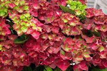 Wyevale Nurseries sees 10% shrub sales increase