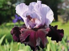 Claire Austin introduces four new irises