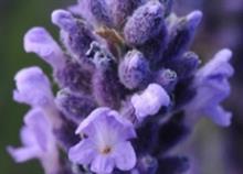 Florensis launches new plants at Plantarium