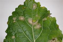 Pest & Disease Management - Leptosphaeria maculans