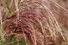Miscanthus sinensis 'Red Cloud'