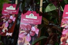 Malus sieboldii Aros takes best in show at HTA National Plant Show