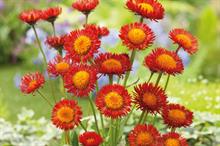Erigeron