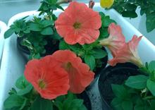 Animal and Plant Health Agency confirms genetically modified petunias present in UK