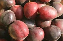 Frank Matthews holds prices and launches fruit trees at National Plant Show