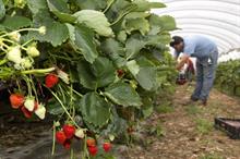 Can a labour crisis be averted in the UK berry industry?