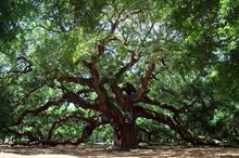 The significance of the new Charter for Trees