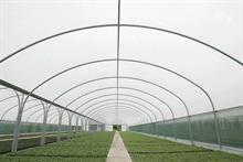 Buyers' guide - Polytunnels