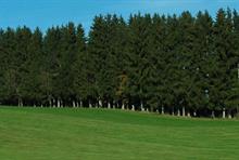 Windbreaks - Shelter can protect crops against potential damage