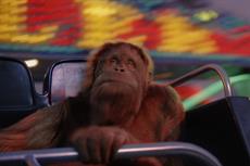 SSE's orangutan Maya returns for second major campaign