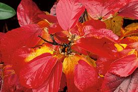 Hamamelis