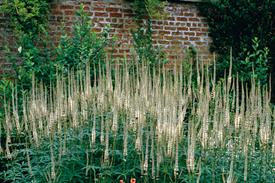 Veronicastrum