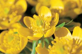 Eranthis