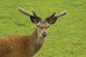 Pest & Disease Management - Roe, fallow and muntjac deer