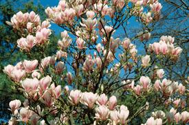 Magnolia