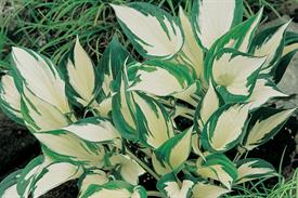 Hosta