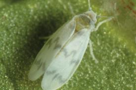 FERA PLANT PEST FACTSHEET: Banded-winged whitefly (Trialeurodes abutiloneus)