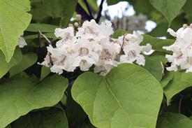 Catalpa