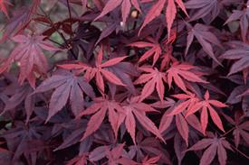 Acer