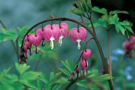 Dicentra