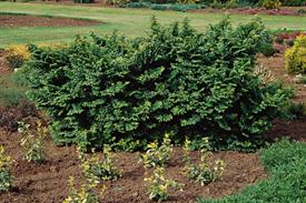 Landscape Plant Focus - Ulmus