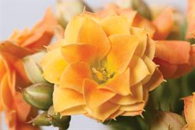 Kalanchoe