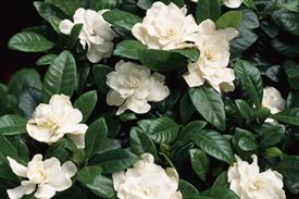 Gardenia