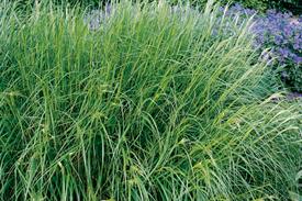 Stipa