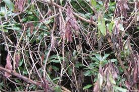 Pest & Disease Management - Phytophthora root rots