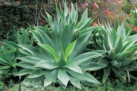 Agave