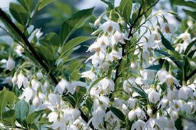 Styrax