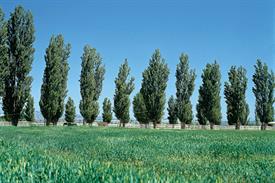 Populus