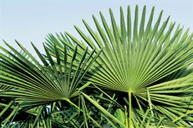 Hardy palms