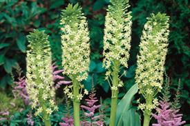 Eucomis