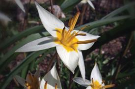 Tulipa