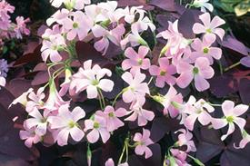 Oxalis
