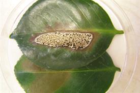 Coping with leaf spot