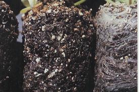 Black root rot - A wide range of species is susceptible to this disease