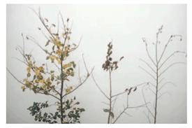 Pest & Disease Management - Dutch elm disease - Serious outbreaks can be expected every 20 years