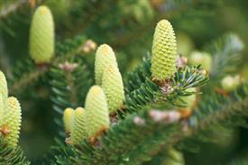 Abies