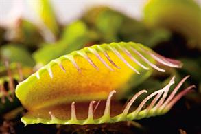 Plant Focus - Carnivorous plants