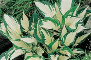 Hosta