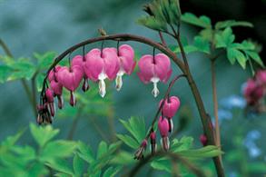 Dicentra
