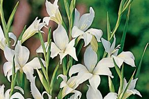 Gladiolus