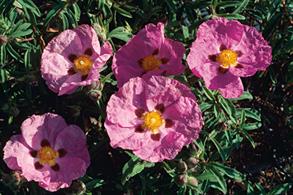 Cistus