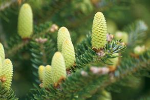 Abies