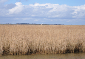 Norfolk turbine High Court fight begins