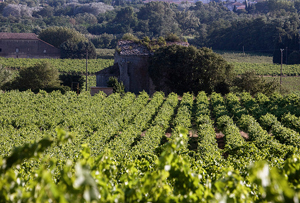 EDITOR'S BLOG: Wine wars - the French are revolting